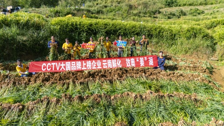 墨江象鼻村生姜大丰登！从种植、施肥到采摘，云南解化全程“呵护”